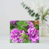 Petunia Tumbelina Julia Postkarte (Stehend Vorderseite)
