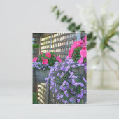 Petunia und Bacopa Postkarte (Stehend Vorderseite)