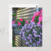 Petunia und Bacopa Postkarte (Vorne/Hinten)