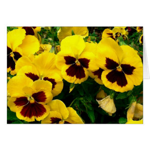 Petunias