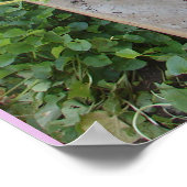 Petunias Putunias Blumengarten Poster (Ecke)