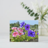Petunias rot und blau postkarte (Stehend Vorderseite)