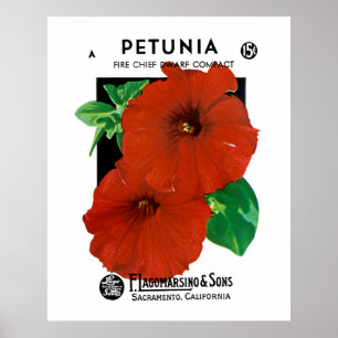 Petunie Poster