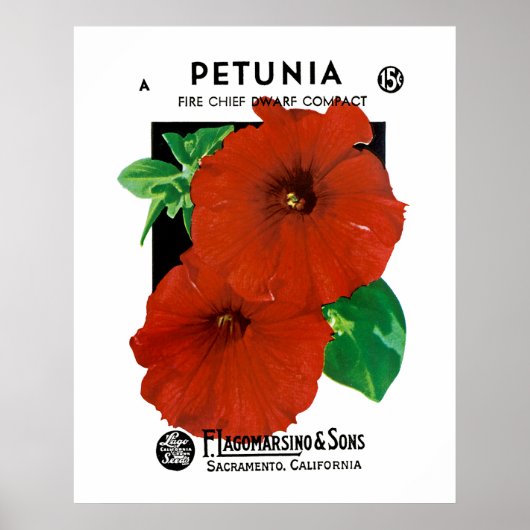 Petunie Poster (Vorne)