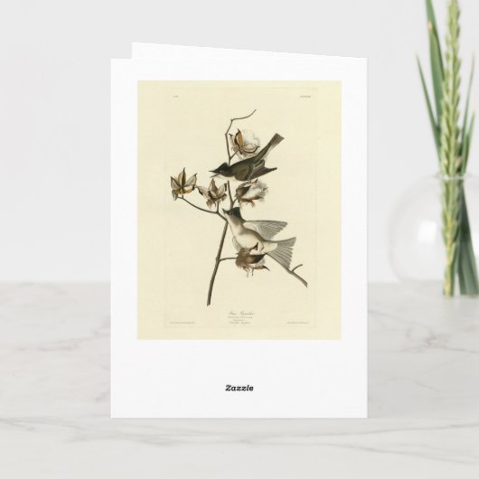 Pewit Flycatcher, Phoebe, Audubon Birds of America Karte (Rückseite)