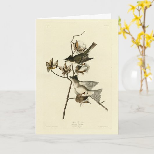 Pewit Flycatcher, Phoebe, Audubon Birds of America Karte (Gelbe Blume)