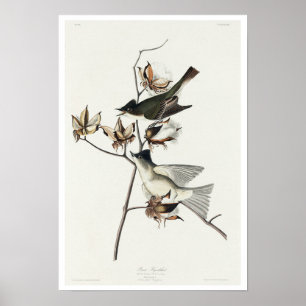 Pewit Flycatcher von Audubon Poster
