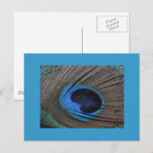 Pfacock Feather Postcard Postkarte (Vorne/Hinten)