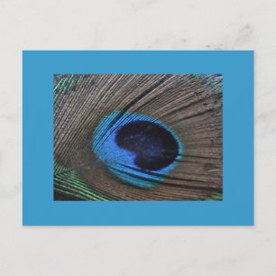 Pfacock Feather Postcard Postkarte