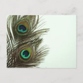 Pfacock Feather Postcard Postkarte (Vorderseite)
