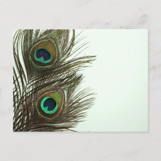 Pfacock Feather Postcard Postkarte (Vorderseite)
