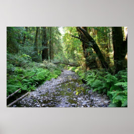 "Pfad der Fernen", Muir Woods Poster