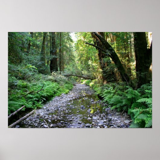 "Pfad der Fernen", Muir Woods Poster (Vorne)