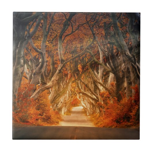 Pfad der Herbst-Wälder Fliese (Vorderseite)