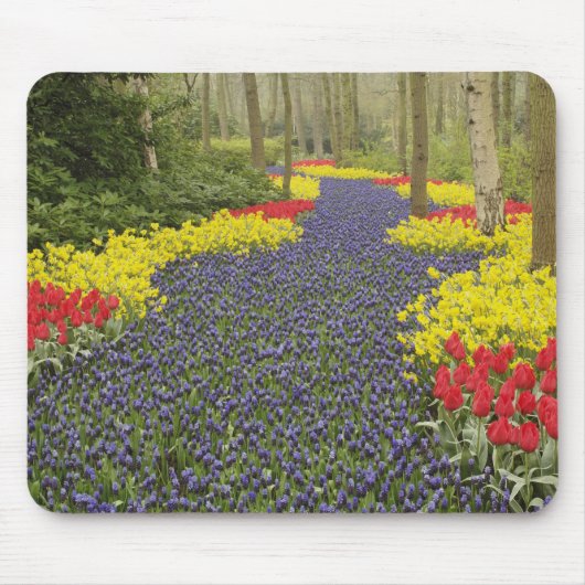 Pfad des Traubenhirntums, der Lauge und Mousepad (Vorne)