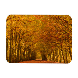 Pfad durch den Wald im Rechteck des Herbstes Magnet