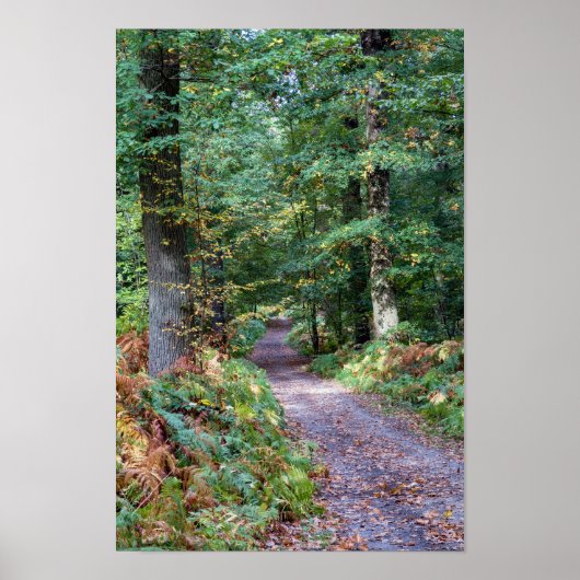 Pfad im Herbstwald, Heiliger Germain-Wald Poster (Vorne)