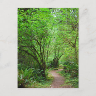 Pfad im Redwood-Wald Postkarte