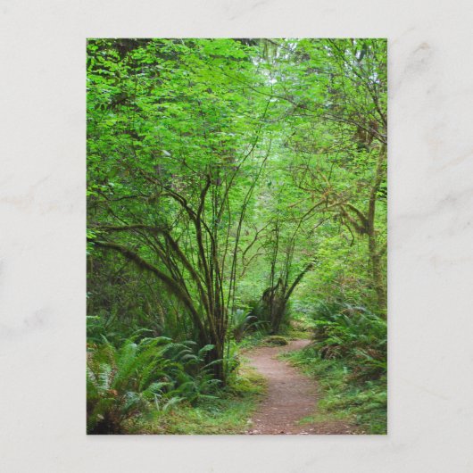 Pfad im Redwood-Wald Postkarte (Vorderseite)