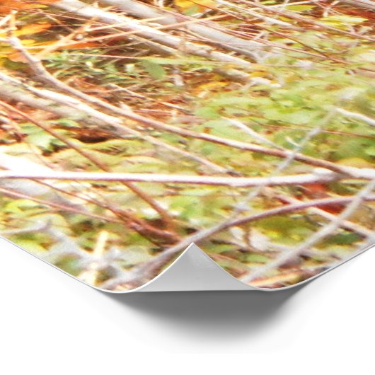 Pfad in den Wäldern Adirondacks Berge Poster (Ecke)