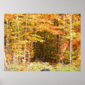 Pfad in den Wäldern Adirondacks Berge Poster (Vorne)