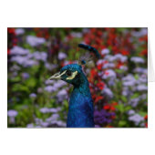 Pfau (Vorderseite (Horizontal))