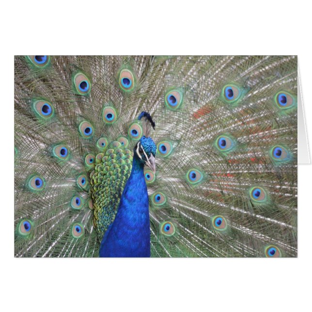 Pfau (Vorderseite (Horizontal))