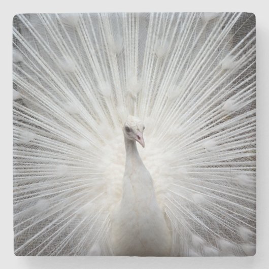 Pfau20160401 Steinuntersetzer (Vorderseite)