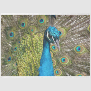 Pfau 1 Wandteppichpapier Seidenpapier