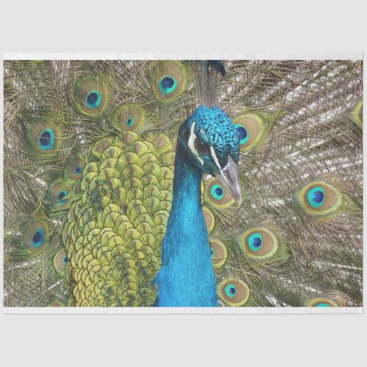 Pfau 1 Wandteppichpapier Seidenpapier (Vorderseite)