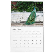 Pfau 2027 Wandbild Kalender (Mär 2027)