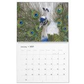 Pfau 2027 Wandbild Kalender (Jan 2027)