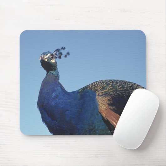 Pfau 2 mousepad (Mit Mouse)