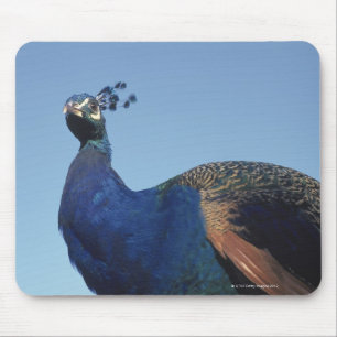 Pfau 2 mousepad