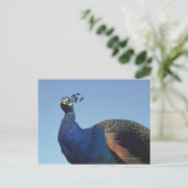 Pfau 2 postkarte (Stehend Vorderseite)