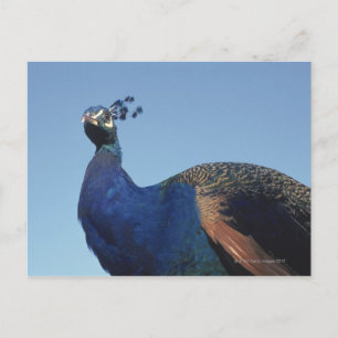 Pfau 2 postkarte