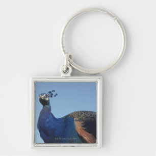 Pfau 2 schlüsselanhänger