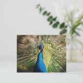Pfau-377 Postkarte (Stehend Vorderseite)