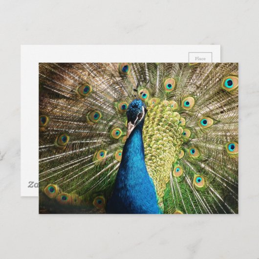 Pfau-377 Postkarte (Vorne/Hinten)