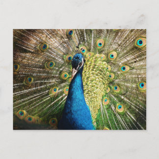 Pfau-377 Postkarte