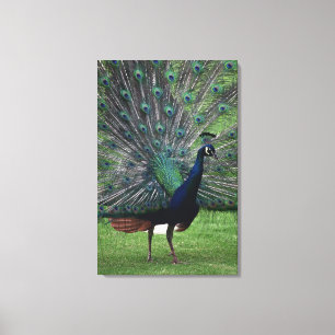 Pfau 4 leinwanddruck