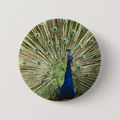 Pfau-Anzeige Button (Vorderseite)
