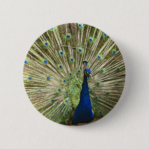 Pfau-Anzeige Button