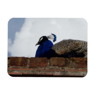 Pfau auf Brillenwand 3"x4" Magnet