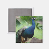 Pfau auf dem Felsen Magnet (Vorderseite/Rückseite)
