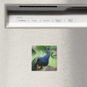 Pfau auf dem Felsen Magnet (In Situ (Geschirrspüler))
