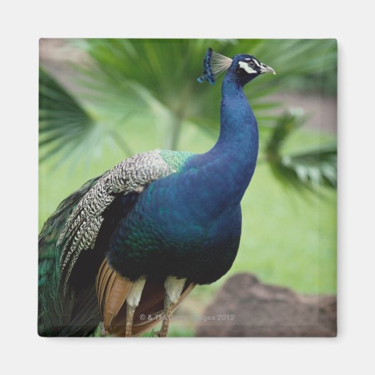 Pfau auf dem Felsen Magnet (Vorne)