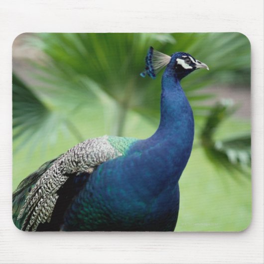 Pfau auf dem Felsen Mousepad (Vorne)