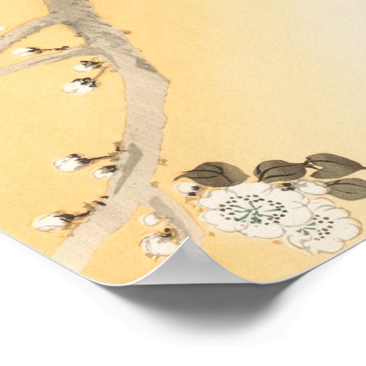 Pfau auf dem Kirschblossom Tree von Ohara Koson Poster (Ecke)