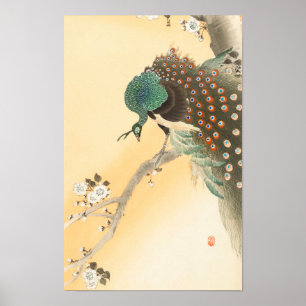 Pfau auf dem Kirschblossom Tree von Ohara Koson Poster